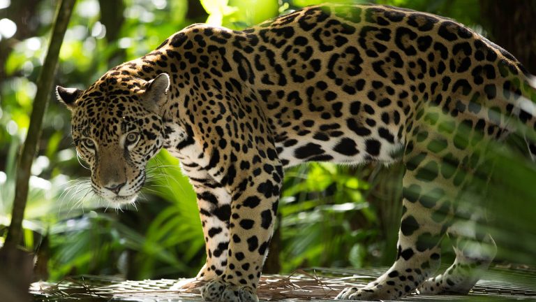 The-Belize-Zoo