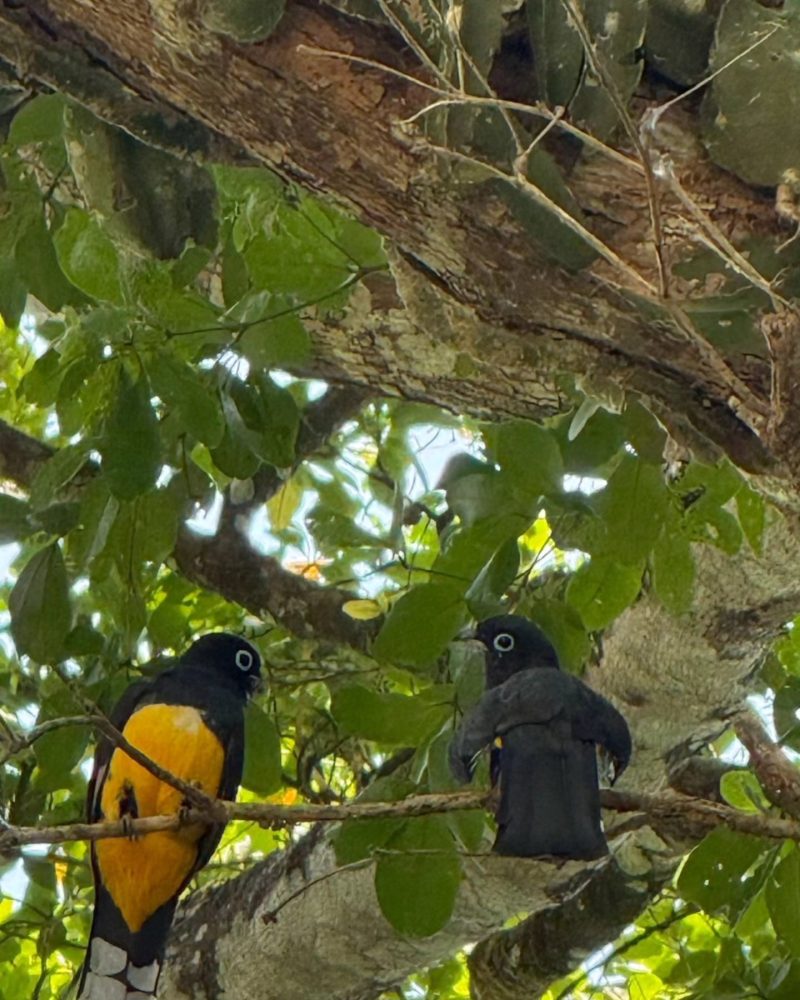 early bird Belize adventures