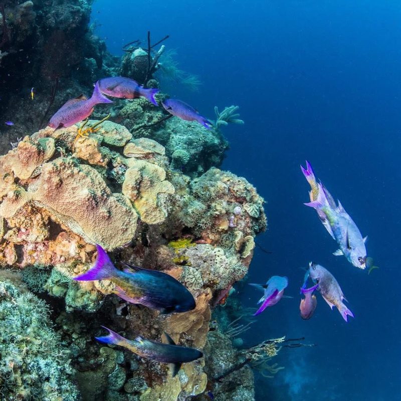 Belize reef tours