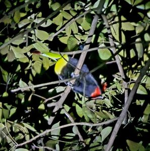 Belize wildlife tours night