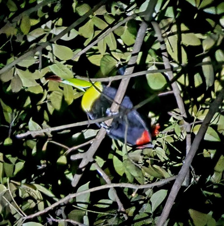 Belize wildlife tours night