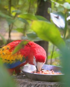 Belize June vs July vs August