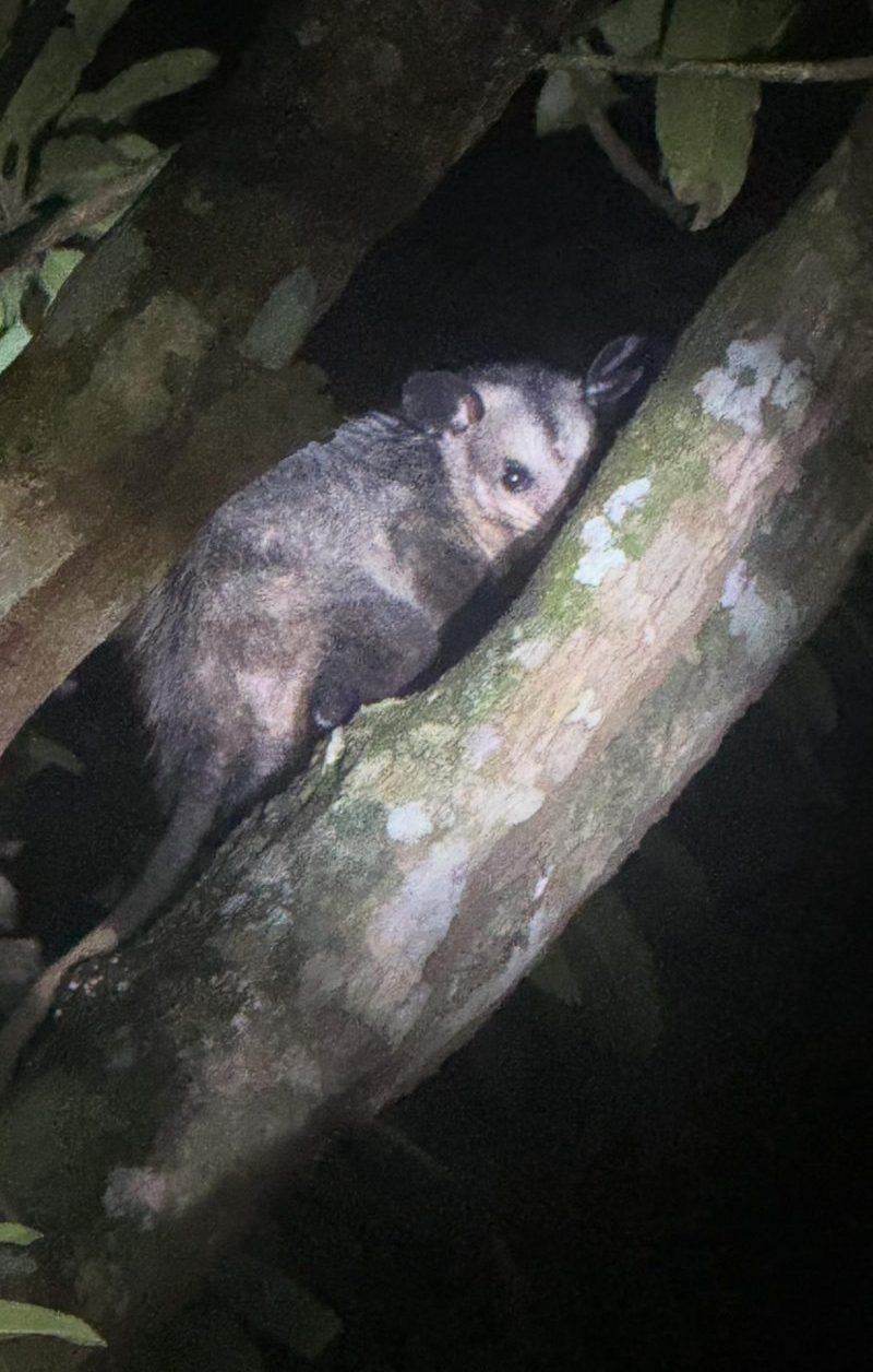 Belize jungle night hike