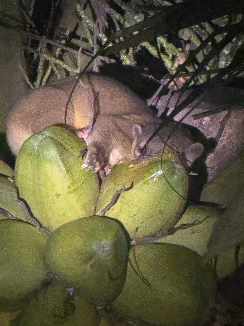 kinkajou Belize tour