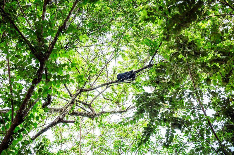 howler monkeys in Belize