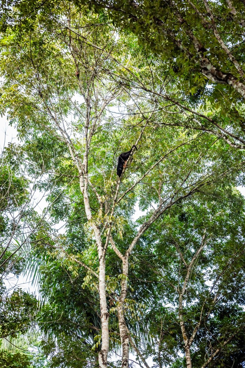 Belize wildlife adventures