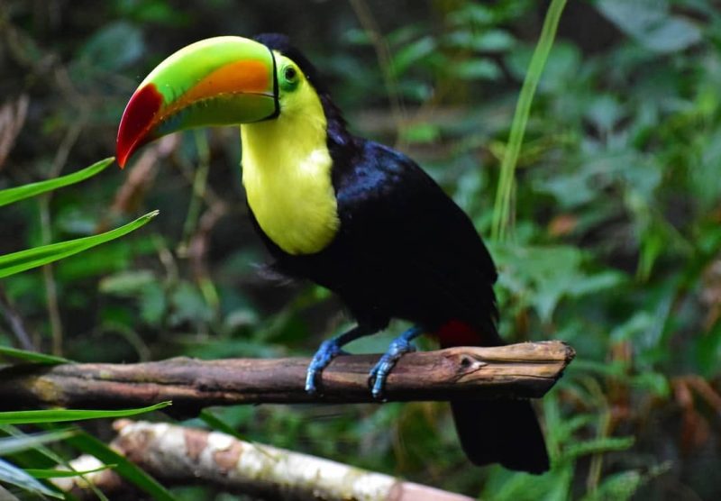 toucans in Cayo Belize