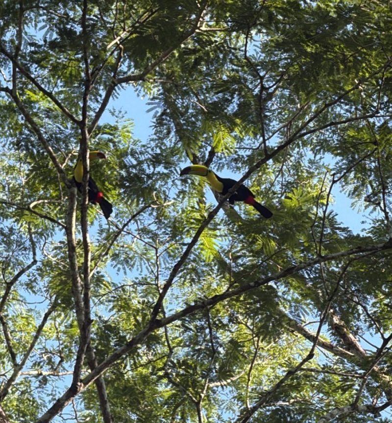 toucans in Cayo Belize
