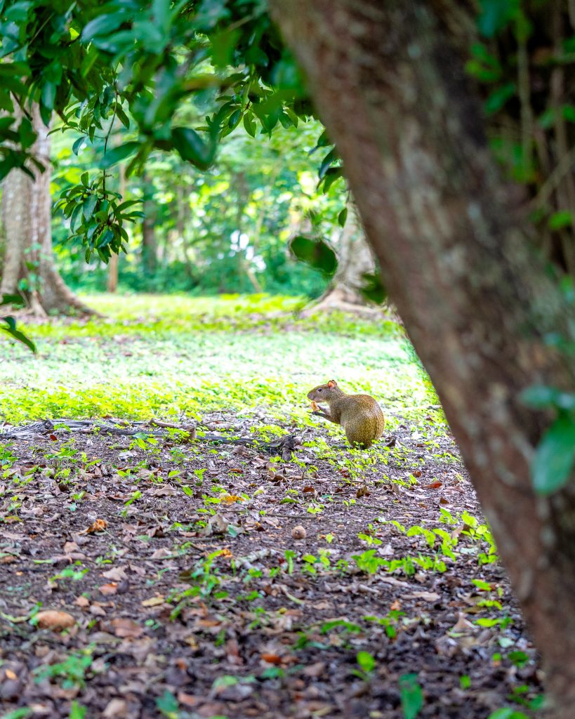 Belize rainforest wildlife