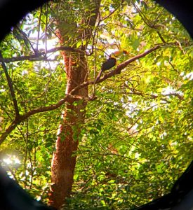 Keel-billed Toucan Belize