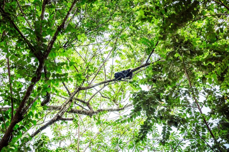 Belize jungle tours