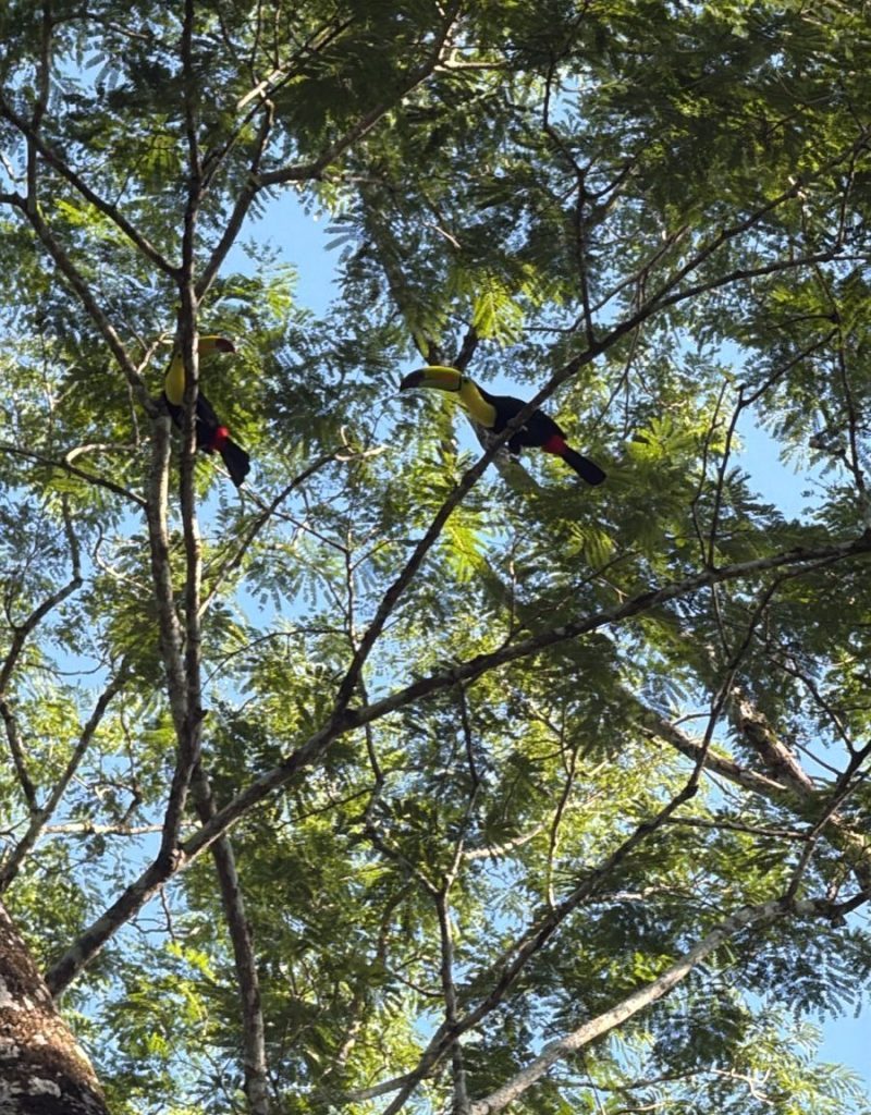 wildlife watching Belize