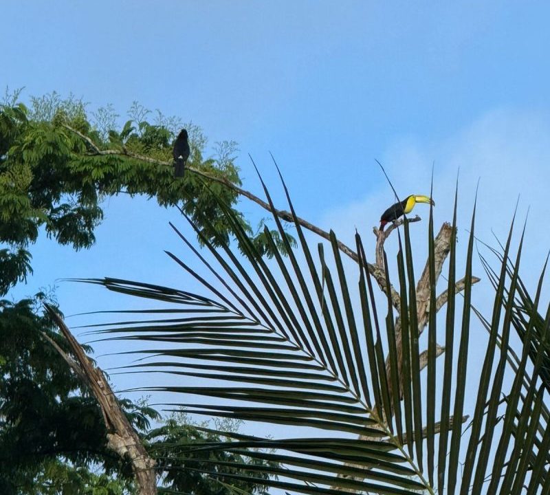Belize birding vacation