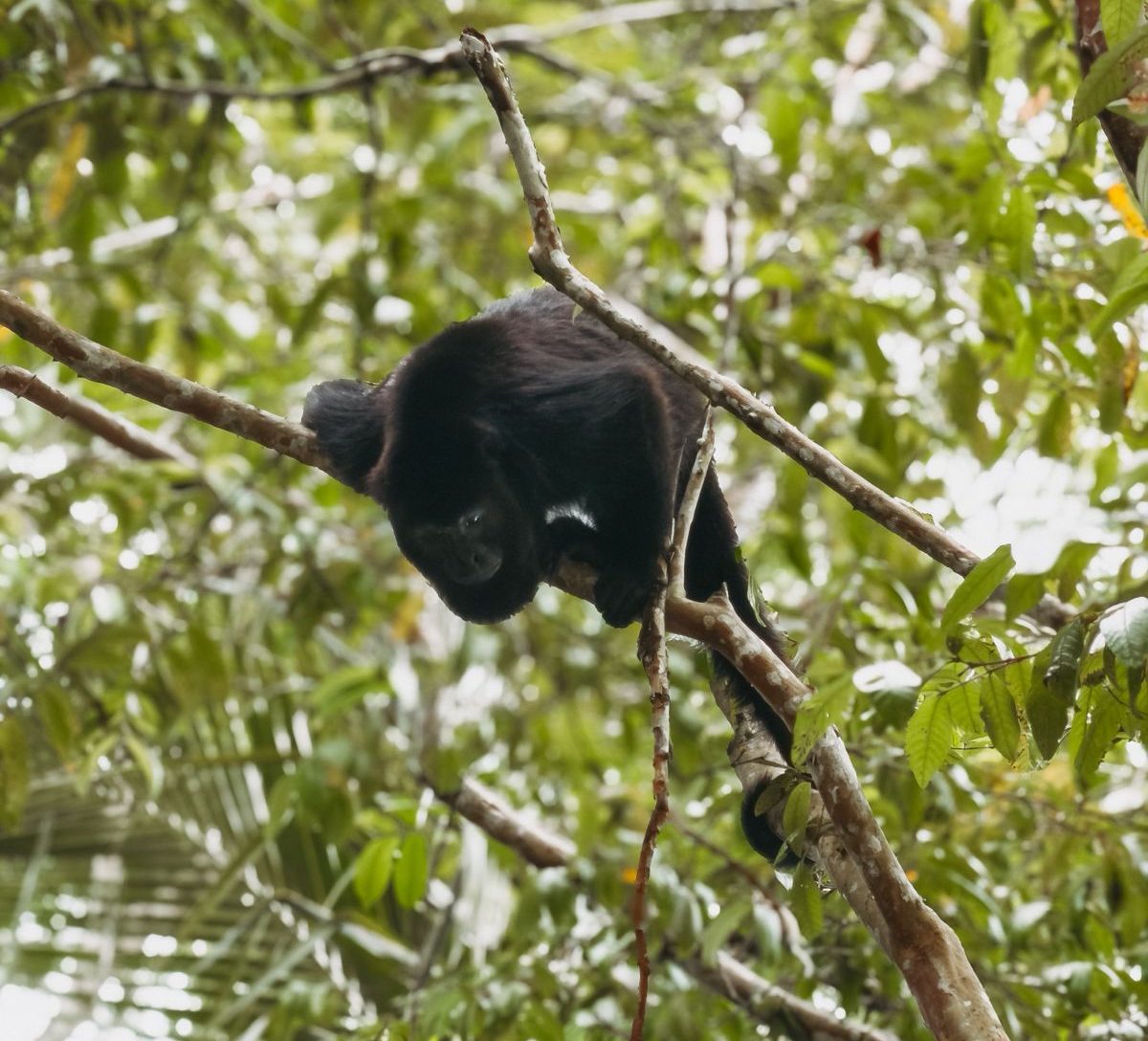 Belize wildlife adventures