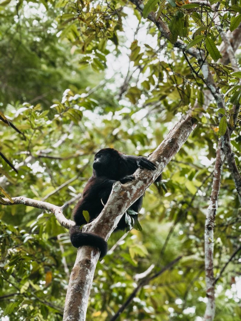 Belize wildlife