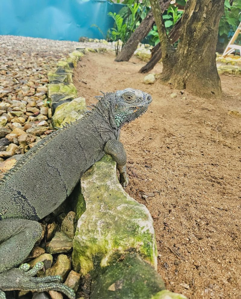 Things to do in San Ignacio Belize