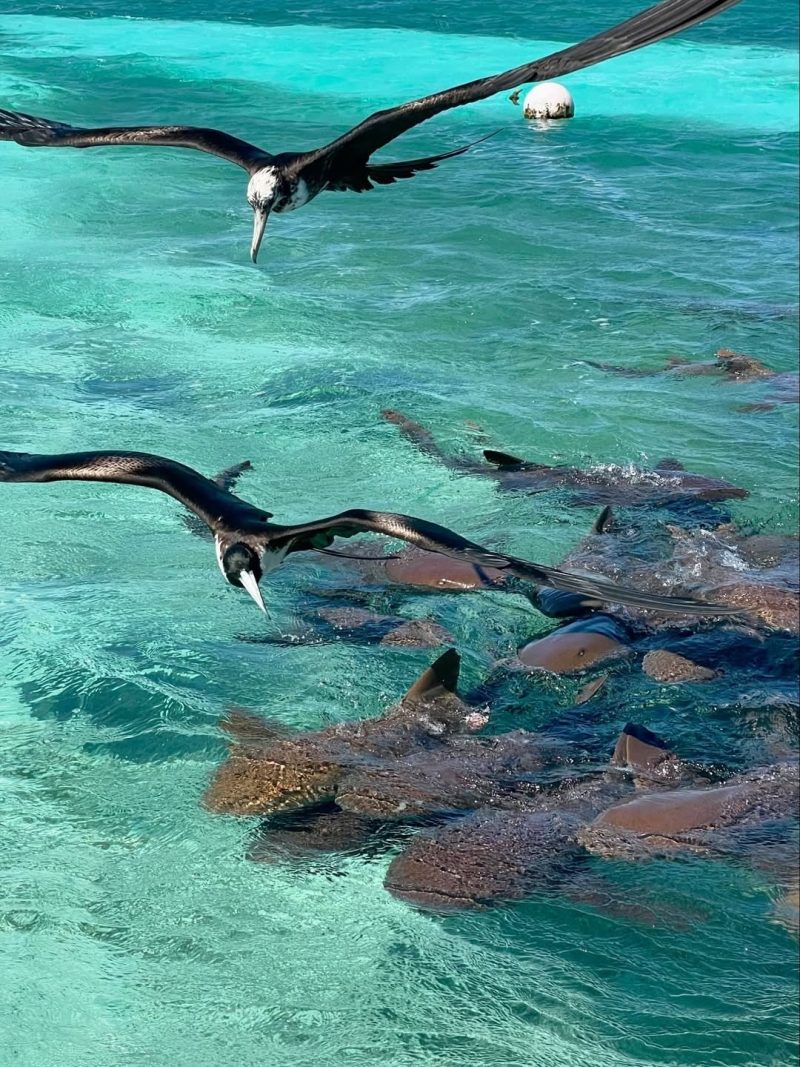 Belize summer vacation