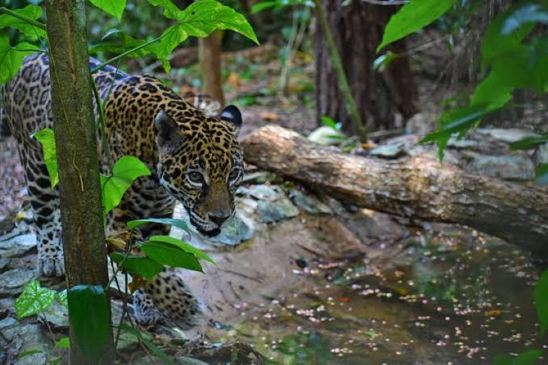 Belize Zoo stop